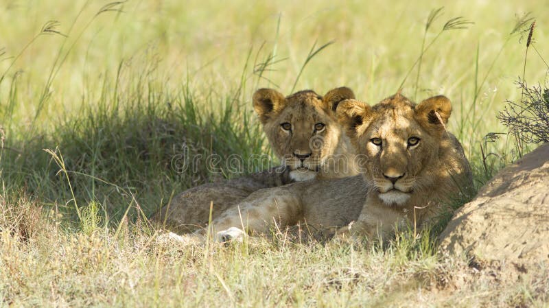 Two young lion cubs resting on a grassland plain.