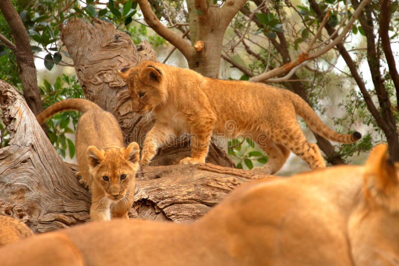 Lion cubs stalking mother