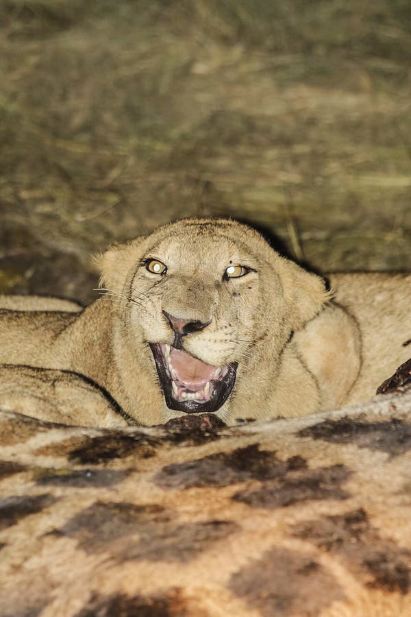 Young lion with kill.