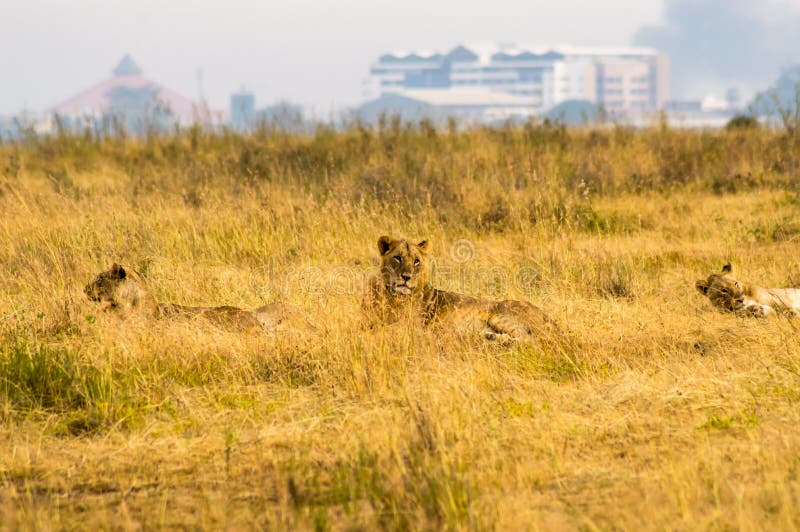 Young lion and lionesses in the savannah of Nairobi Park in Kenya in Africa