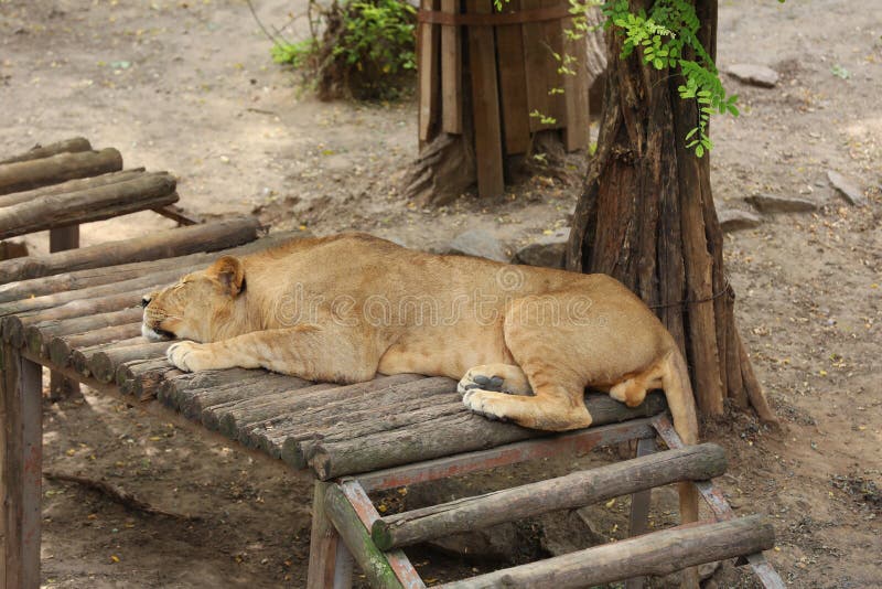 Young Lion Lying in Zoo Enclosure. Wild Animal Stock Photo - Image of captive, majestic: 230255988 Young Lion Lying in Zoo Enclosure. Wild Animal Stock Photo - Image of captive, majestic: 230255988