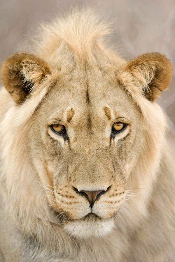 Close-up portrait of a young male lion; panthera leo; Kalahari desert; South Africa. Close-up portrait of a young male lion; panthera leo; Kalahari desert; South Africa