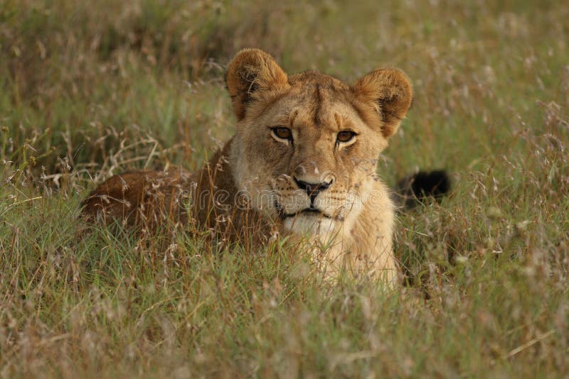 Young Lion (Panthera leo) in long grass