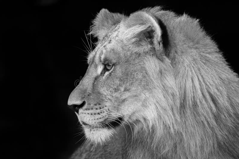 A young lion in profile. A young lion in profile