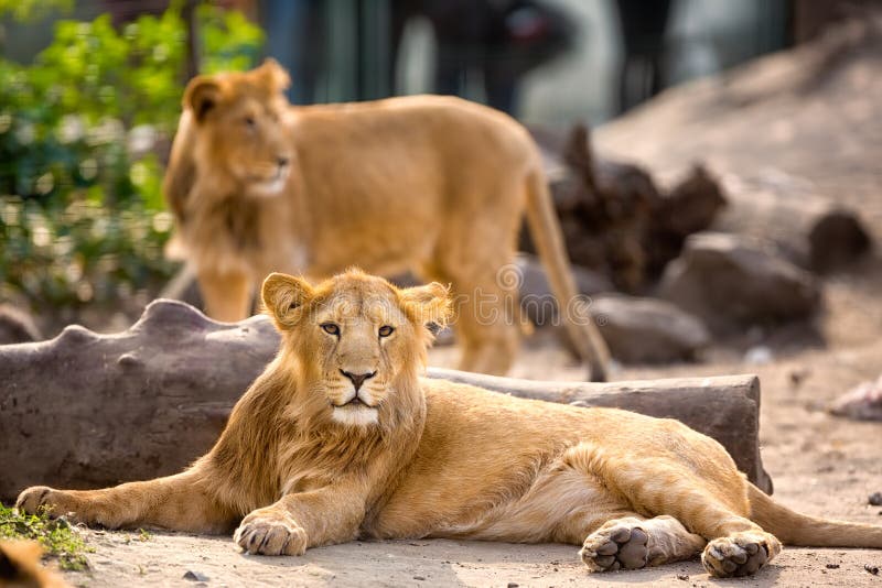 Young lion resting