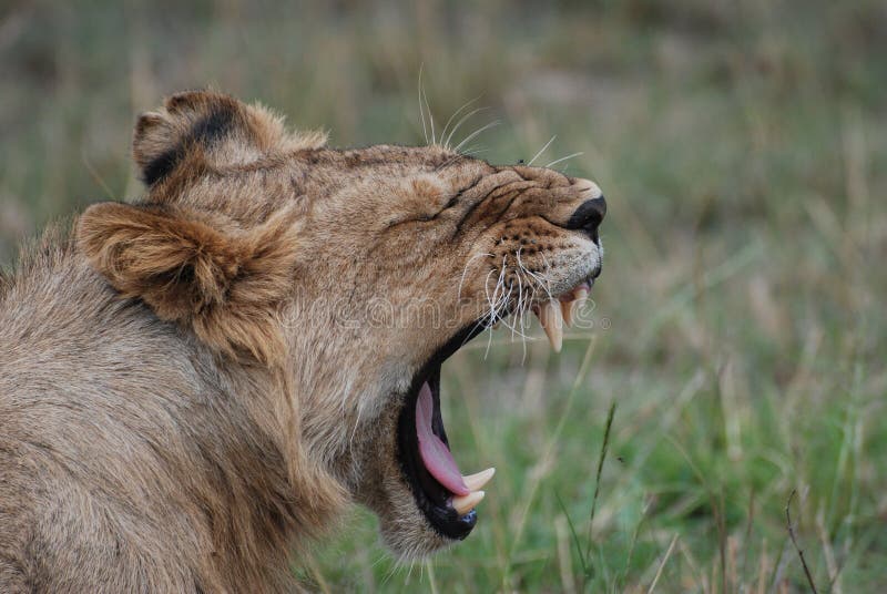 A young lion roaring in the Masia Mara game reserve . Photographed with a Nicon D80