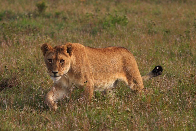 Young lion stalking