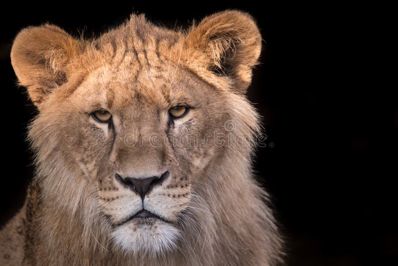 Young lion stare down stock images Young lion stare down stock images