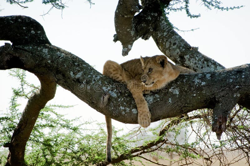 The young lion sits on a tree branch. The young lion sits on a tree branch.