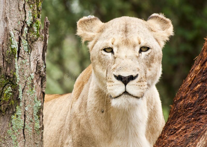 Young lioness gaze