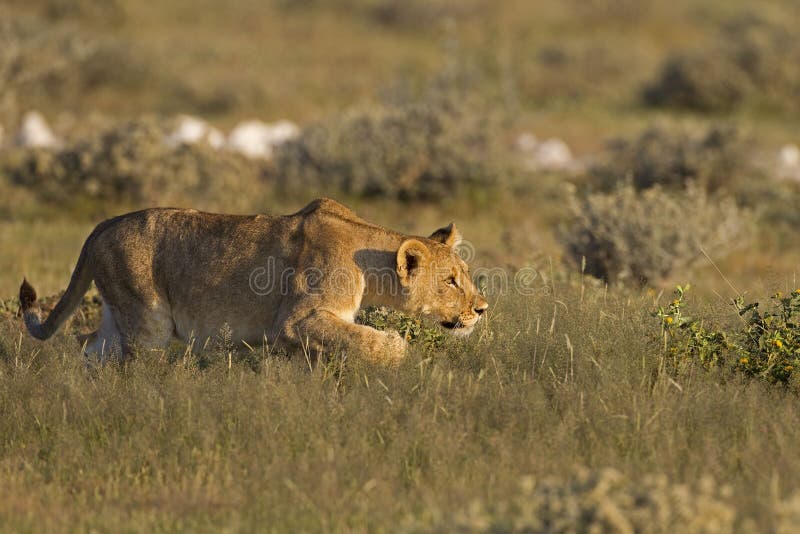 Young Lioness stalking her prey