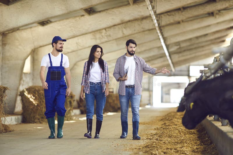 Young farm manager and workers walking along stables with feeding cattle in big barn