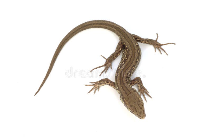 Young lizard - Lacerta agilis