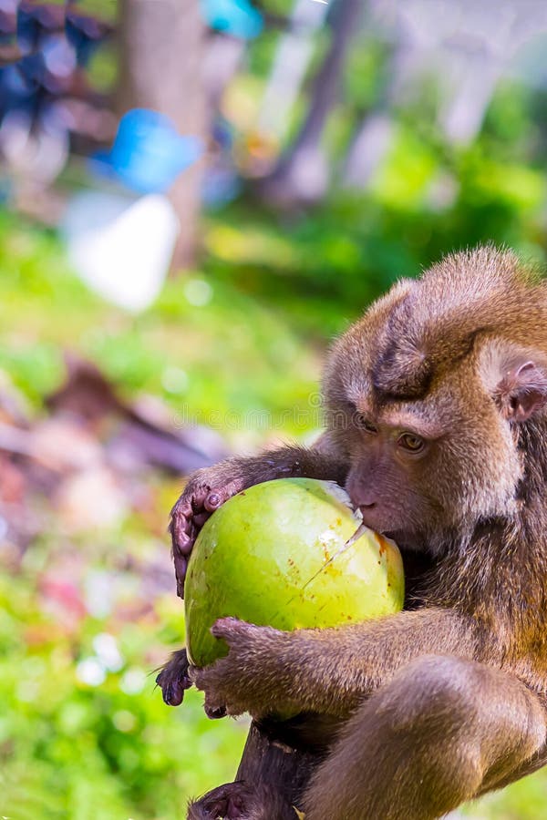 Young macaque eating enthusiastically eating coconut green fruit monkey crab-eater extracting walnut traditional Thai hunting