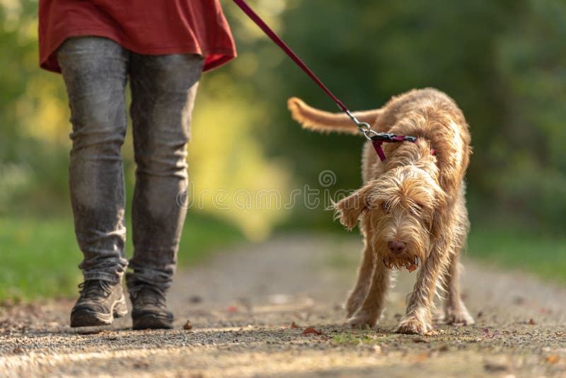 Young Magyar Vizsla Hound. Female Dog Handler is Walking with Dog on
