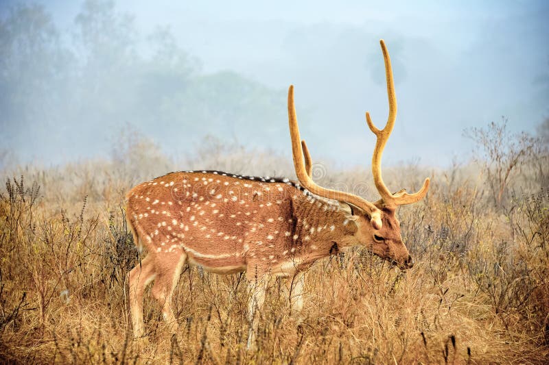 Young male Chital also known as spotted or axis deer with large antlers feeding in scrubland. Soft, misty morning light, Ranthambore National Park,. Young male Chital also known as spotted or axis deer with large antlers feeding in scrubland. Soft, misty morning light, Ranthambore National Park,