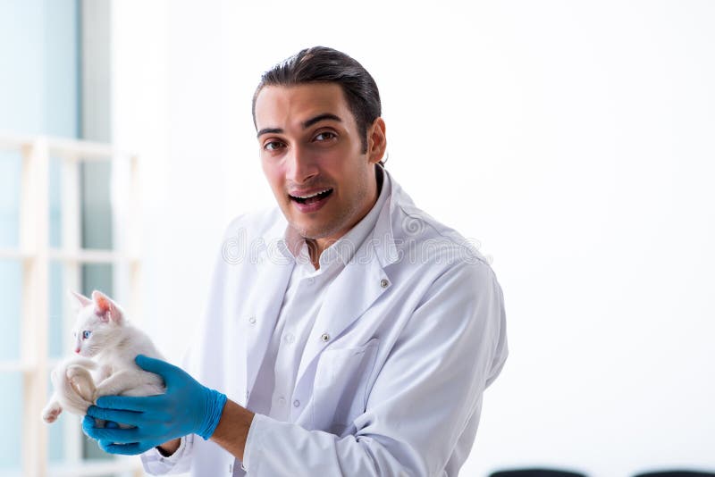 Young male doctor examining sick cat royalty free stock photos Young male doctor examining sick cat royalty free stock photos