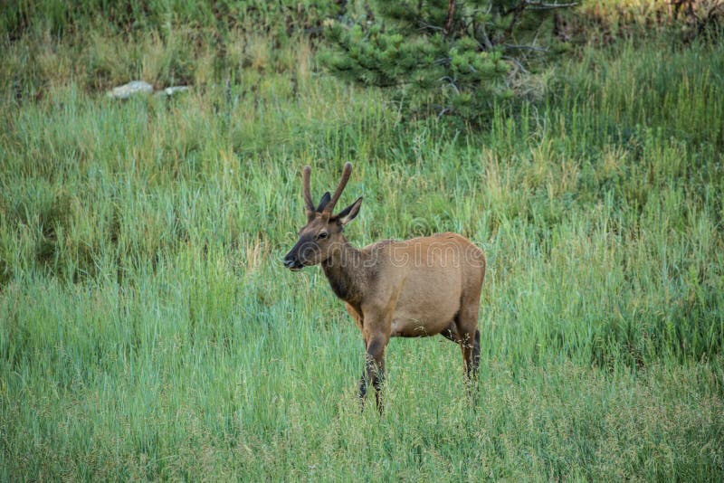 Young Male Elk In Colorado