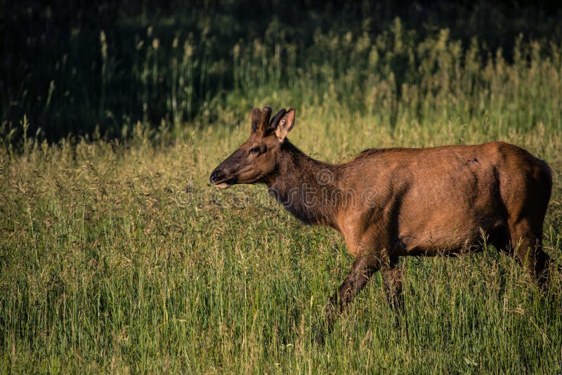 Male Elk Yearling Grass Colorado Stock Photos Free & RoyaltyFree