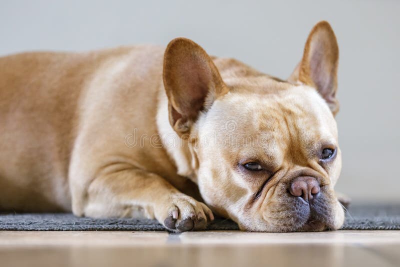 Young Male Frenchie Lying Down in Bed. Stock Image - Image of frenchie ...