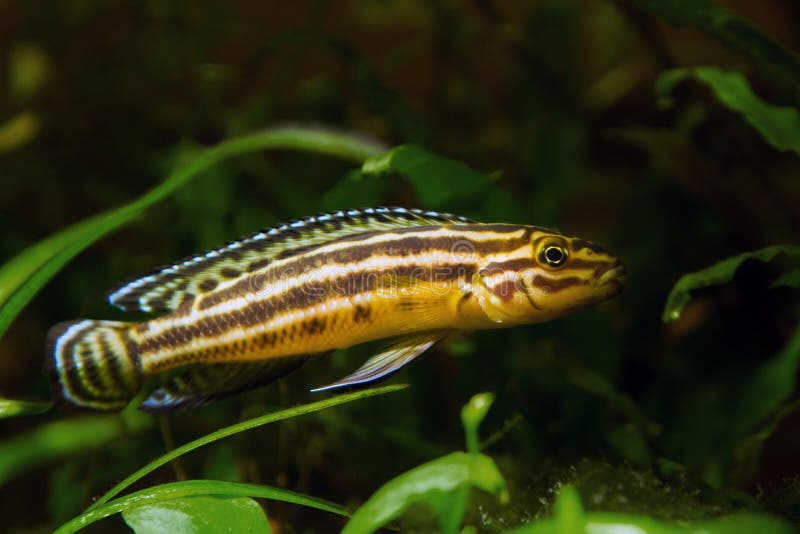 Young male of freshwater fish, lake Tanganyika timid and vulnerable endemic species hide in rich plant vegetation in nature aqua stock images Young male of freshwater fish, lake Tanganyika timid and vulnerable endemic species hide in rich plant vegetation in nature aqua stock images