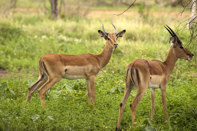 Young male impalas
