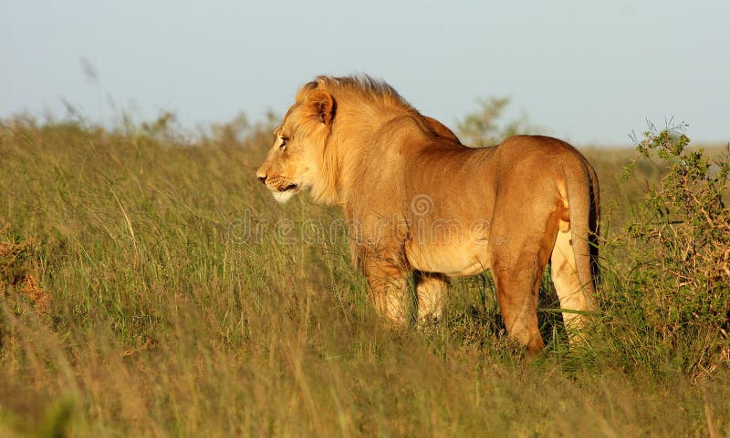 Young male Lion royalty free stock photography Young male Lion royalty free stock photography