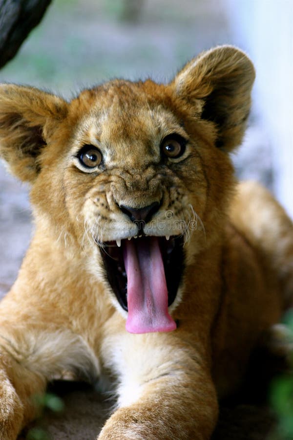 Young male lion