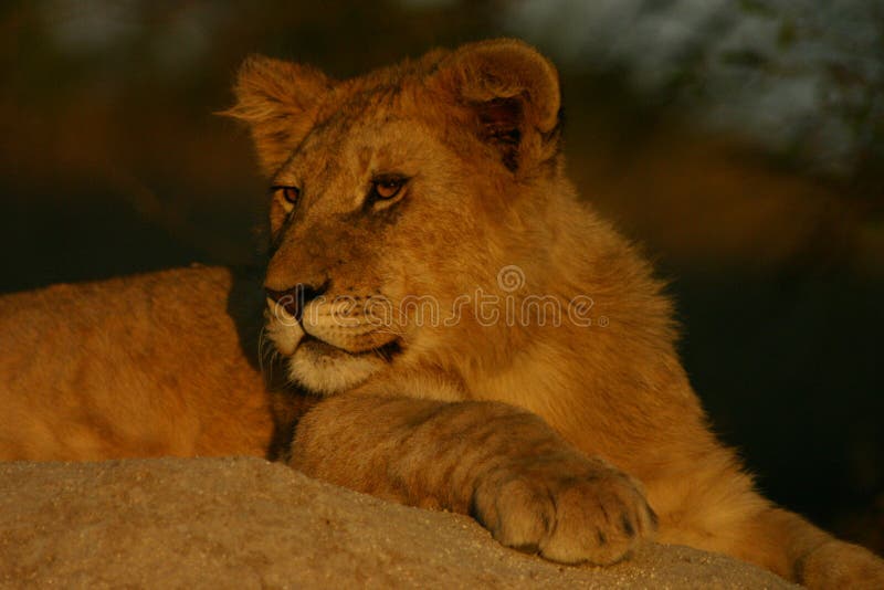 Young male lion stock images