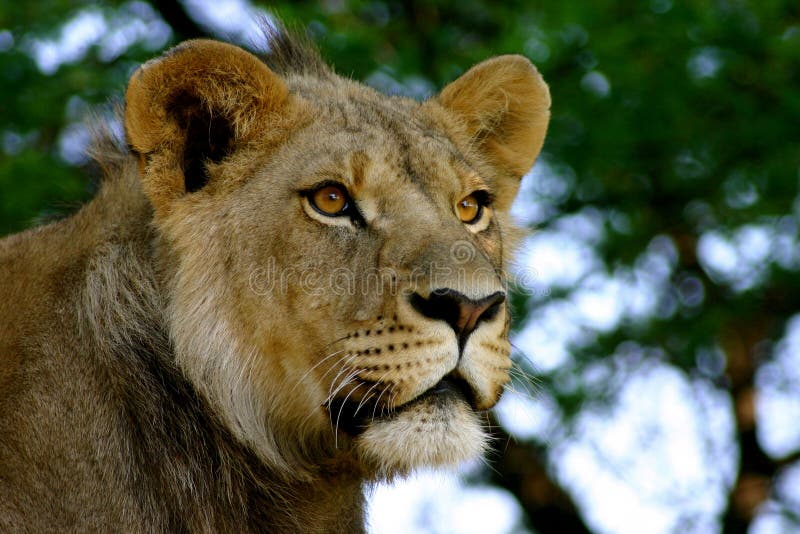 Young male lion