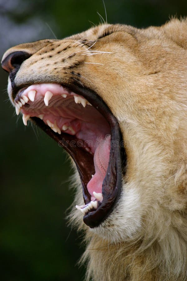 Young male lion