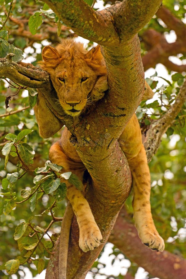 Young Male Lion Resting in a Tree