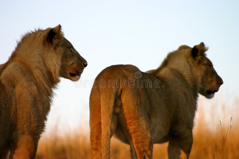 Young male lions royalty free stock images