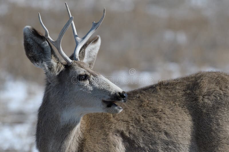 Young Male Mule Deer in Winter Stock Image - Image of portrait, alert ...