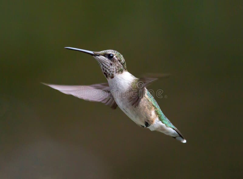 A Young Male Ruby-Throated Hummmingbird in Flight royalty free stock photos A Young Male Ruby-Throated Hummmingbird in Flight royalty free stock photos