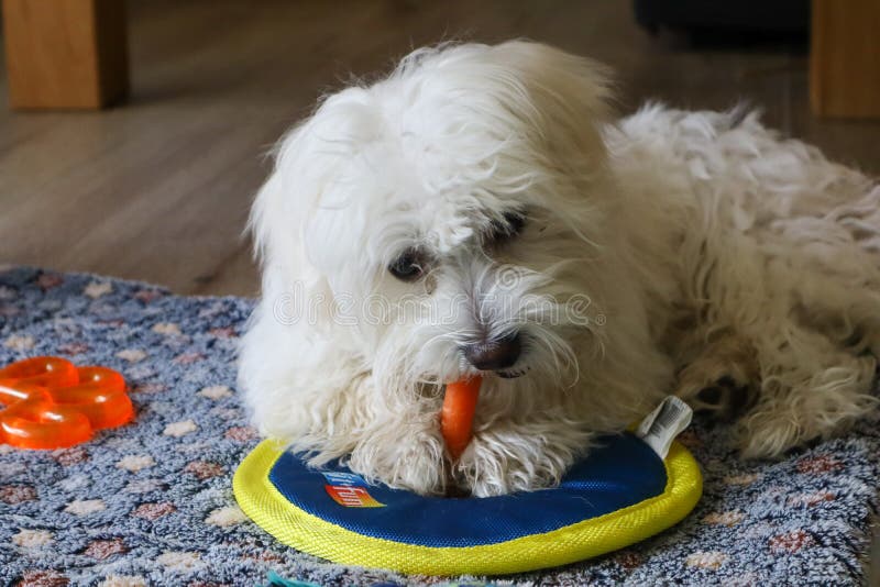 A Young Maltese Dog Chewing on a Carrot Stock Photo Image of puppy