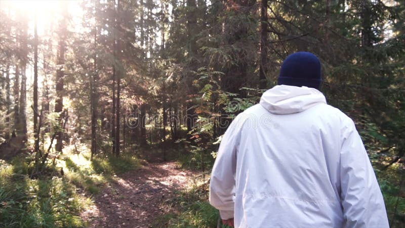 Young man on camping trip. Concept of freedom and nature. View of man from back walking in woods along path on sunny