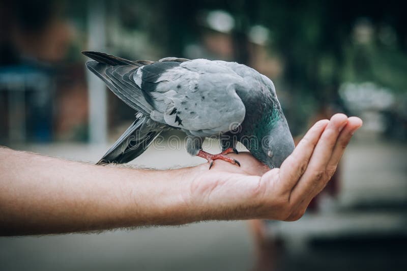 Young man feeding pigeons in city park royalty free stock photography Young man feeding pigeons in city park royalty free stock photography