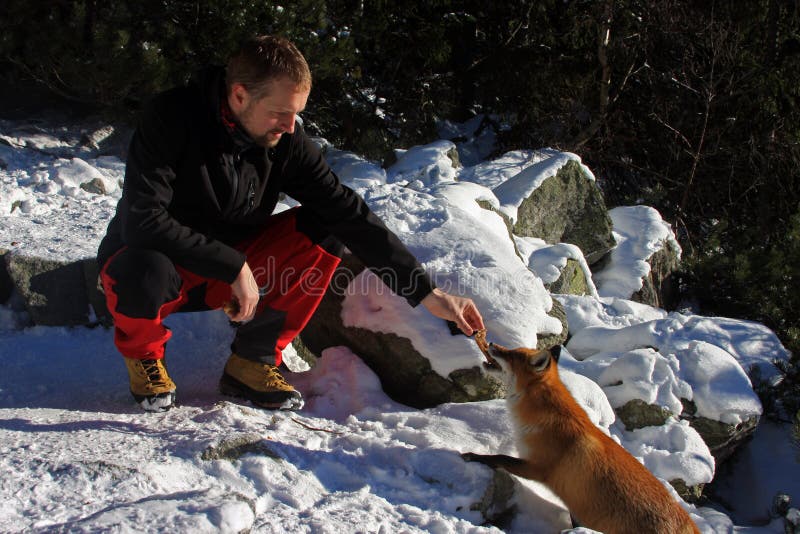 Young man feeding a wild fox in Tatra mountains