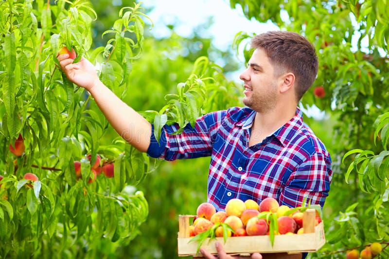 Young Man Harvesting Peaches in Fruit Garden Stock Photo Image of