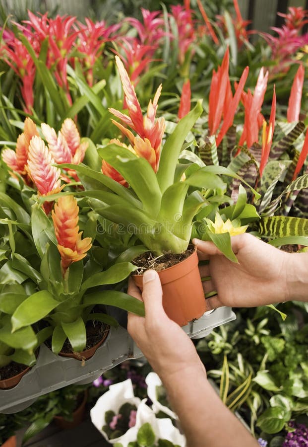 Young man holding exotic potted plant