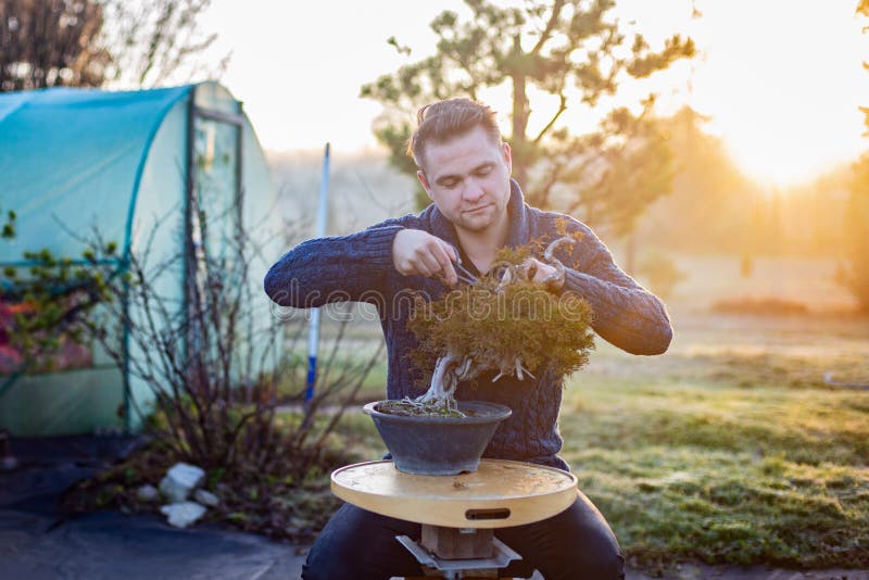 Studio Shot of Young Man Pruning Japanese Bonsai Tree Stock Photo