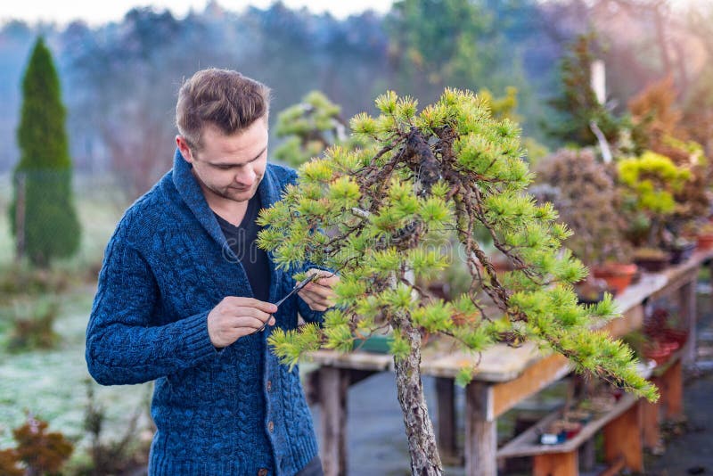 Young Man Pruning Japanese Bonsai Tree Stock Image Image of hobby