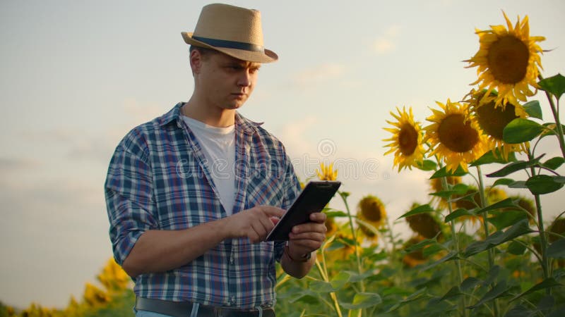 The young man with a tablet on a sunflower field in summer day