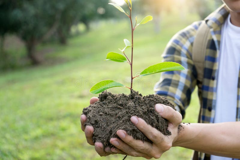 young man and woman plant a tree royalty free stock photos young man and woman plant a tree royalty free stock photos