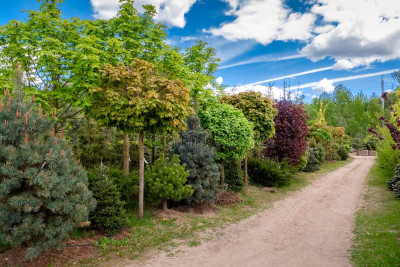 Young maples, pine and chestnut trees.