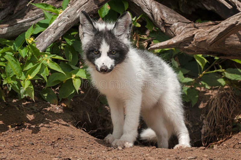 Young Marble Fox (Vulpes vulpes) Looks Out