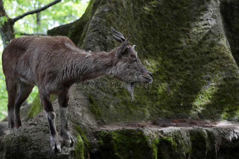 A Young Markhor Capra Falconeri is a Large Species of Wild Goat. it is the National  Animal of Pakistan. Stock Photo - Image of large, capra: 217720202