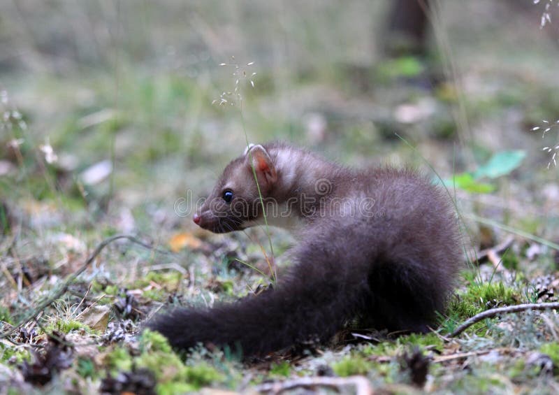Young Marten beech, lat. Martes foina stock photos Young Marten beech, lat. Martes foina stock photos