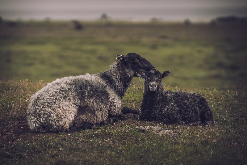 Young and mature sheeps together lying down on the grass and looking into the camera. Toned picture
